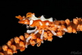   Whip Coral Crab Xenocarcinus  